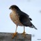 Help! Is this a Sharp-shinned Hawk or Cooper’s Hawk?