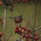 robin eating crabberries