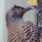 Northern Flicker – Diseased or wounded?