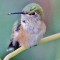Juvenile Broad Tailed Hummingbird