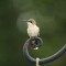 The Nobel Hummingbird