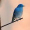 Mountain Bluebird on a barn nail.