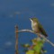 Ruby Throated Sun Bather Hummingbird