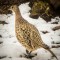Female ring-necked pheasant