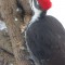 Pileated Woodpecker Feb.9, 2015