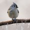 Tufted Titmouse on icy limb