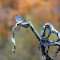 Bluebird in the Tetons