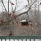 Cardinals on a snowy day.
