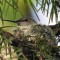 Anna’s Hummingbird on nest