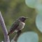 Hummingbird in the eucalyptus