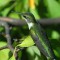 Female Hummingbird on alert