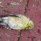 Two dead Goldfinches