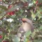 Bohemian Waxwing dines on holly fruits.