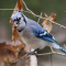 Blue Jay with a nut