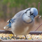 Blue Jay on a tray feeder