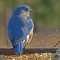 A nice shot of the back of a male Eastern Bluebird