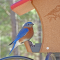 Eastern Bluebirds visiting a hopper feeder