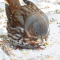 The Fox Sparrow is an infrequent visitor to my yard