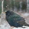 European Starling rests on a tray feeder in the snow
