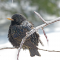 European Starling after a night of freezing rain
