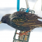 European Starling at a suet feeder