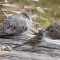 Two sleepy Mourning Doves and a White-crowned Sparrow