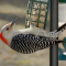 A female Red-belly visits a suet feeder