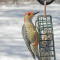 Winter visits to suet cakes by Red-bellied Woodpeckers
