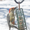 Red-bellies at different feeders