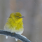 The season’s first Pine Warbler