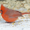 Northern Cardinal male feeding on the ground