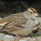 Immature (first-winter) White-crowned-Sparrow