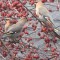 Bohemian Waxwings start denuding crabapple of its fruits.