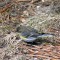 Yellow-rumped or Myrtle Warbler (3-03-15)