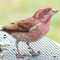 The Spring Purple Finches arrive in force