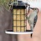 Female Red-belied Woodpecker (3-16-15)