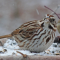 Song Sparrow on a snowy tray feeder
