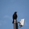 American Crow Keeps Watch