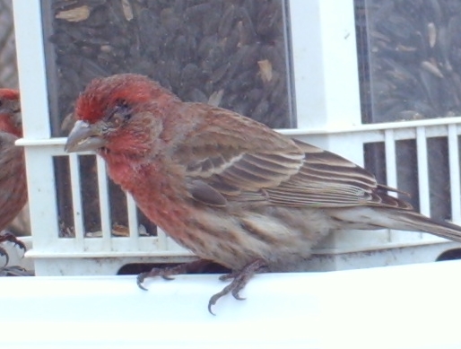 Mycoplasmal Conjunctivitis In Male And Female House Finches - FeederWatch