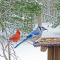 A Cardinal and Blue Jay make a colorful picture