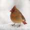 Cardinal femal in snow