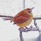 Birds starting to cope with extended ice storms