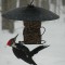Pileated woodpecker feeding during snowstorm.