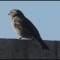 House Sparrow with ‘crossed’ bill