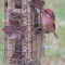 First time i’ve ever saw a Purple Finch