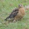 Meet my personal day-ruiner,Mr,red-shouldered hawk