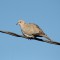 Eurasian Collared-Dove Finally Returns