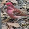 Second male Purple Finch this year.