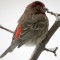 House Finch with injured or diseased eye
