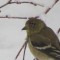 Goldfinch with conjunctivitis